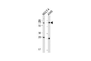 All lanes : Anti-NEIL3 Antibody (Center) at 1:1000-1:2000 dilution Lane 1: MOLT-4 whole cell lysate Lane 2: A549 whole cell lysate Lysates/proteins at 20 μg per lane.