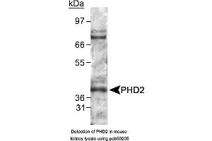 Image no. 2 for anti-Egl-9 Family Hypoxia Inducible Factor 1 (EGLN1) (AA 300-400) antibody (ABIN363514) (EGLN1 Antikörper  (AA 300-400))