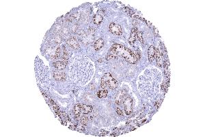 Moderate Napsin A immunostaining in proximal tubuli of the kidney (Rekombinanter NAPSA Antikörper  (AA 189-299))