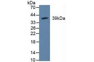 Figure. (MAP2K3 Antikörper  (AA 99-343))