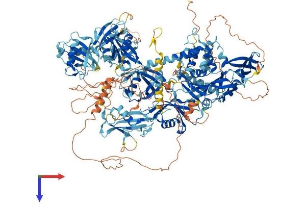 USP47 Protein (AA 1-1376) (His tag)
