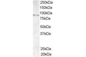 Image no. 1 for anti-A Kinase (PRKA) Anchor Protein 3 (AKAP3) (C-Term) antibody (ABIN374415) (AKAP3 Antikörper  (C-Term))
