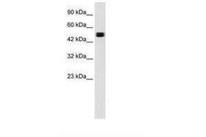 Image no. 1 for anti-Chloride Channel, Voltage-Sensitive 6 (CLCN6) (AA 215-264) antibody (ABIN202324)