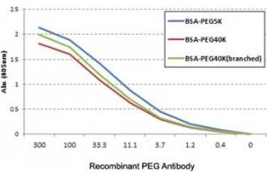 ELISA of three different PEGylated BSAs using the recombinant PEG antibody. (Rekombinanter PEG Antikörper)