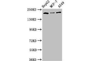 Western Blot Positive WB detected in: HepG2 whole cell lysate, MCF-7 whole cell lysate, A549 whole cell lysate, All lanes: OBSL1 antibody at 2. (Obscurin-Like 1 (OBSL1) (AA 1-61) Antikörper)