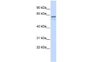WB Suggested Anti-TRIM6 Antibody Titration:  0.