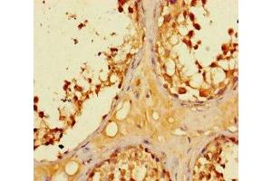 Immunohistochemistry of paraffin-embedded human testis tissue using ABIN7158595 at dilution of 1:100 (LYPD2 Antikörper  (AA 23-103))