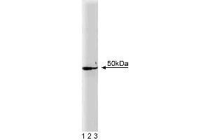Western blot analysis of DEK on a Jurkat cell lysate. (DEK Antikörper  (AA 19-169))