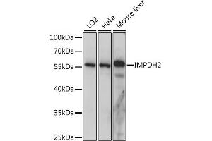Western blot analysis of extracts of various cell lines, using IMPDH2 antibody (ABIN7267853) at 1:1000 dilution. (IMPDH2 Antikörper  (AA 215-514))