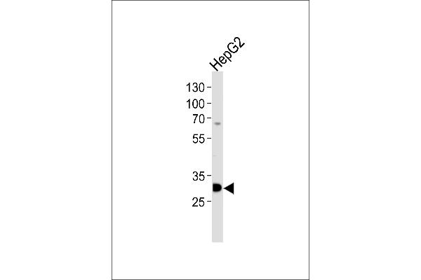 PSME2 Antikörper  (C-Term)