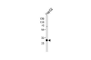 Western blot analysis of lysate from HepG2 cell line, using PSME2 Antibody (C-term) (ABIN390645 and ABIN2840943).