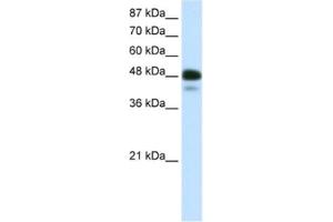 Western Blotting (WB) image for anti-Neurogenic Differentiation 2 (NEUROD2) antibody (ABIN2460361) (NEUROD2 Antikörper)