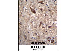 PTN Antibody immunohistochemistry analysis in formalin fixed and paraffin embedded human brain tissue followed by peroxidase conjugation of the secondary antibody and DAB staining. (Pleiotrophin Antikörper  (C-Term))