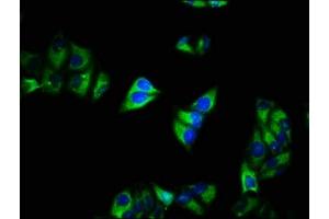Immunofluorescence staining of Hela cells with ABIN7175577 at 1:200, counter-stained with DAPI. (CACNA2D1 Antikörper  (AA 577-717))