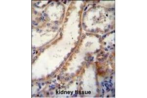 FKBP10 Antibody (C-term) B immunohistochemistry analysis in formalin fixed and paraffin embedded human kidney tissue followed by peroxidase conjugation of the secondary antibody and DAB staining. (FKBP10 Antikörper  (C-Term))