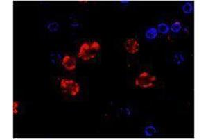 Immunofluorescence (IF) image for anti-CD14 (CD14) antibody (Alexa Fluor 647) (ABIN2657630) (CD14 Antikörper  (Alexa Fluor 647))