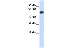CEP55 antibody used at 1 ug/ml to detect target protein. (CEP55 Antikörper  (Middle Region))
