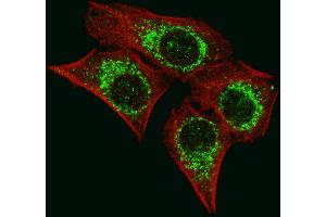 Immunofluorescence (IF) image for anti-Apoptosis-Inducing Factor, Mitochondrion-Associated, 1 (AIFM1) (AA 70-98), (N-Term) antibody (ABIN652856)