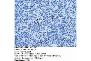 Human Spleen (Annexin A3 Antikörper  (N-Term))