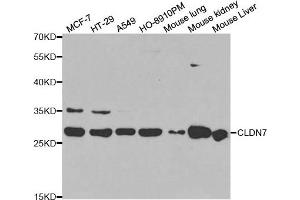 Western blot analysis of extracts of various cell lines, using CLDN7 antibody. (Claudin 7 Antikörper)