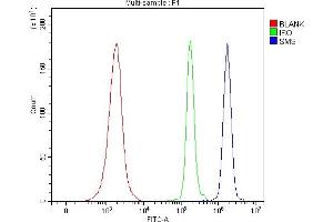 anti-Spermine Synthase, SMS (SMS) (AA 102-365) antibody