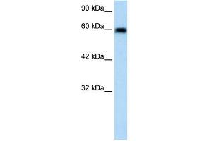 VMD2L2 antibody used at 1. (Bestrophin 4 Antikörper  (N-Term))