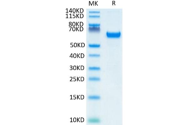 FOLR1 Protein (AA 25-233) (Fc Tag)