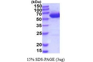 SDS-PAGE (SDS) image for UDP-Glucose 6-Dehydrogenase (UGDH) (AA 1-494) protein (His tag) (ABIN667140)