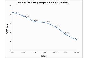 Antigen: 0. (CDC25B Antikörper  (pSer186))