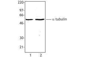 Western Blotting (WB) image for anti-alpha Tubulin (TUBA1) antibody (ABIN2660536) (alpha Tubulin Antikörper)