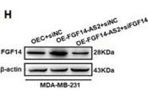 Western Blotting (WB) image for anti-Fibroblast Growth Factor 14 (FGF14) (AA 1-252) antibody (ABIN6140592)