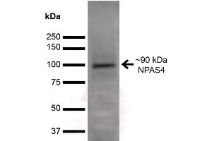 Western Blot analysis of Rat Brain showing detection of ~90 kDa NPAS4 protein using Mouse Anti-NPAS4 Monoclonal Antibody, Clone S408-79 (ABIN6932481). (NPAS4 Antikörper  (AA 597-802) (Atto 488))