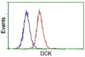 Flow cytometric Analysis of Hela cells, using anti-DCK antibody (ABIN2454439), (Red), compared to a nonspecific negative control antibody, (Blue). (DCK Antikörper)