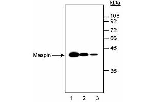 Western blot analysis of maspin in A- 431 human epidermal carcinoma cell lysates. (SERPINB5 Antikörper)