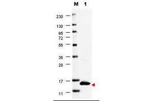 Western blot using  anti-Human GM-CSF antibody shows detection of a band ~15 kDa in size corresponding to recombinant human GM-CSF (lane 1). (GM-CSF Antikörper)