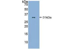Western blot analysis of recombinant Human LAB7-2. (CD86 Antikörper  (AA 46-282))