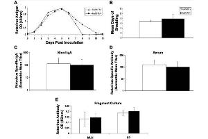 FoxP3+ regulatory T cells are not required for rotavirus clearance or rotavirus specific antibody production. (Meerschweinchen Serum Sterile)
