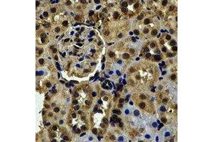 Immunohistochemical analysis of RBFOX3 staining in mouse kidney formalin fixed paraffin embedded tissue section. (NeuN Antikörper)