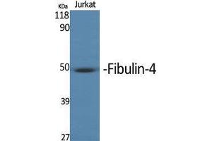 Western Blot (WB) analysis of specific cells using MNT Polyclonal Antibody. (MNT Antikörper  (Internal Region))