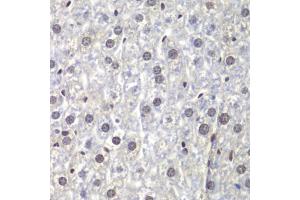 Immunohistochemistry of paraffin-embedded mouse liver using U2 antibody (ABIN6130748, ABIN6149754, ABIN6214722 and ABIN6214724) at dilution of 1:200 (40x lens). (U2AF1 Antikörper  (AA 1-240))