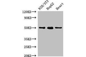 Western Blot Positive WB detected in: NIH/3T3 whole cell lysate, HepG2 whole cell lysate, Rat heart tissue All lanes: GCM2 antibody at 2 μg/mL Secondary Goat polyclonal to rabbit IgG at 1/50000 dilution Predicted band size: 57 kDa Observed band size: 50 kDa