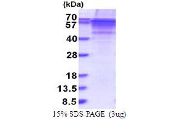 Vitronectin Protein (VTN) (AA 20-478) (His tag)