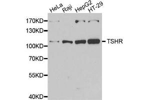 Western blot analysis of extracts of various cell lines, using TSHR antibody. (TSH receptor Antikörper  (AA 21-253))