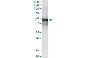 Immunoprecipitation of DNASE2 transfected lysate using anti-DNASE2 MaxPab rabbit polyclonal antibody and Protein A Magnetic Bead , and immunoblotted with DNASE2 purified MaxPab mouse polyclonal antibody (B01P) . (DNASE2 Antikörper  (AA 1-360))