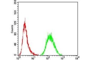 Flow cytometric analysis of Hela cells using MDM2 mouse mAb (green) and negative control (red). (MDM2 Antikörper)