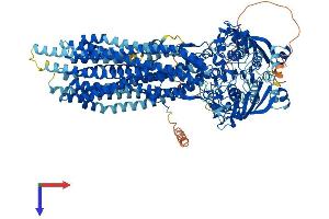 ATP-Binding Cassette, Sub-Family B (MDR/TAP), Member 1A (ABCB1A) (AA 1-1276) protein (His tag)