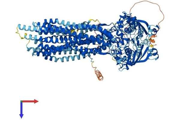 ATP-Binding Cassette, Sub-Family B (MDR/TAP), Member 1A (ABCB1A) (AA 1-1276) protein (His tag)