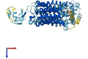 Solute Carrier Family 22, Member 20 (SLC22A20) (AA 1-556) protein (His tag)