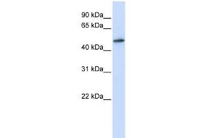 WB Suggested Anti-RNMT Antibody Titration:  0.