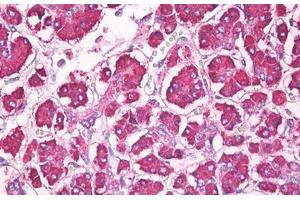 Anti-REG1 / Regenerating Islet-Derived 1 antibody IHC staining of human pancreas.